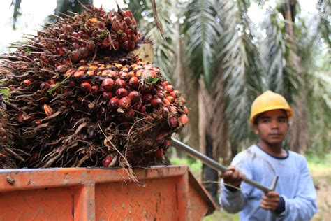 Loker perkebunan kelapa sawit  Pada 1950–2013, konversi hutan menjadi nonhutan cukup tinggi, yakni 98,8 juta hektare
